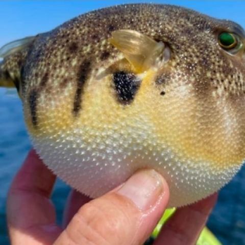 The MoPH Warns against the Consumption of the Poisonous Puffer Fish