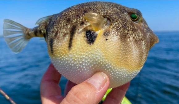 The MoPH Warns against the Consumption of the Poisonous Puffer Fish
